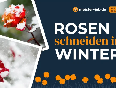 Rosen schneiden im Winter: Ein Gartenliebhaber kürzt die Zweige einer Strauchrose im verschneiten Garten.